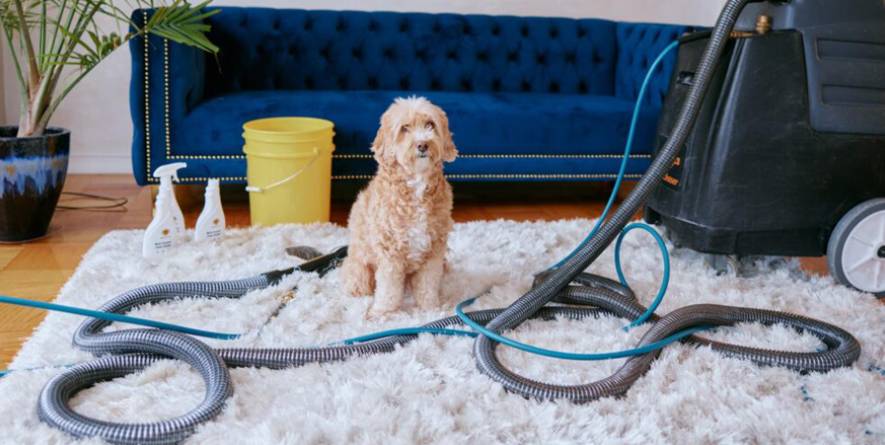 Dog sitting on a plush rug surrounded by carpet cleaning equipment, including hoses and cleaning solutions, in a living room setting with a blue couch and yellow bucket.
