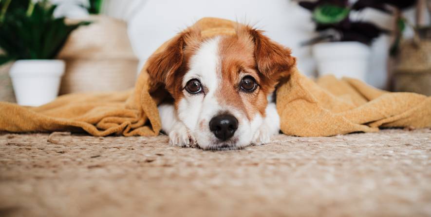 Dog resting on a cozy carpet, wrapped in a blanket, surrounded by indoor plants, representing a clean and inviting home environment ideal for pet owners.