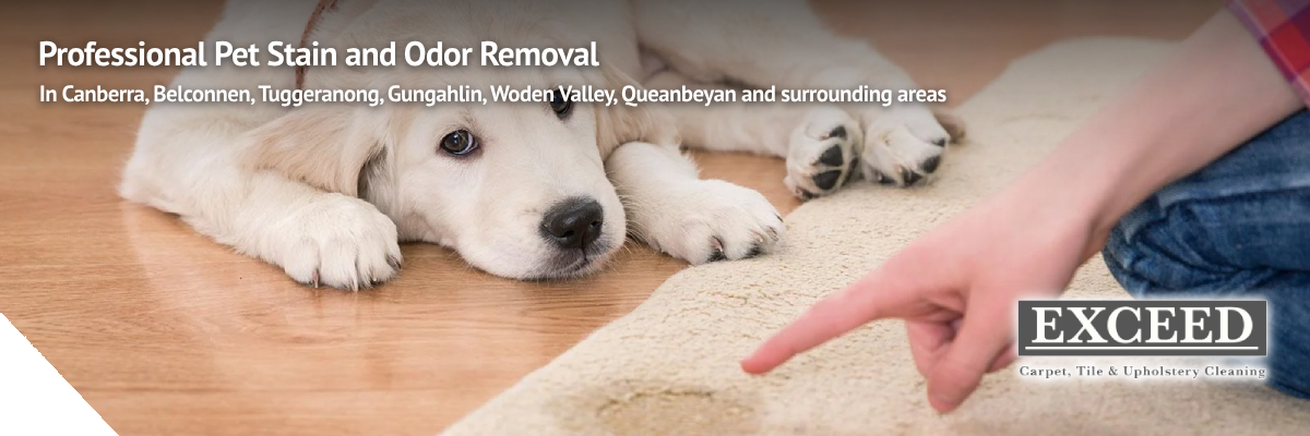 Professional pet stain and odor removal service featuring a puppy on a carpet, with a person pointing at a stain, promoting Exceed Carpet Cleaning in Canberra and surrounding areas.