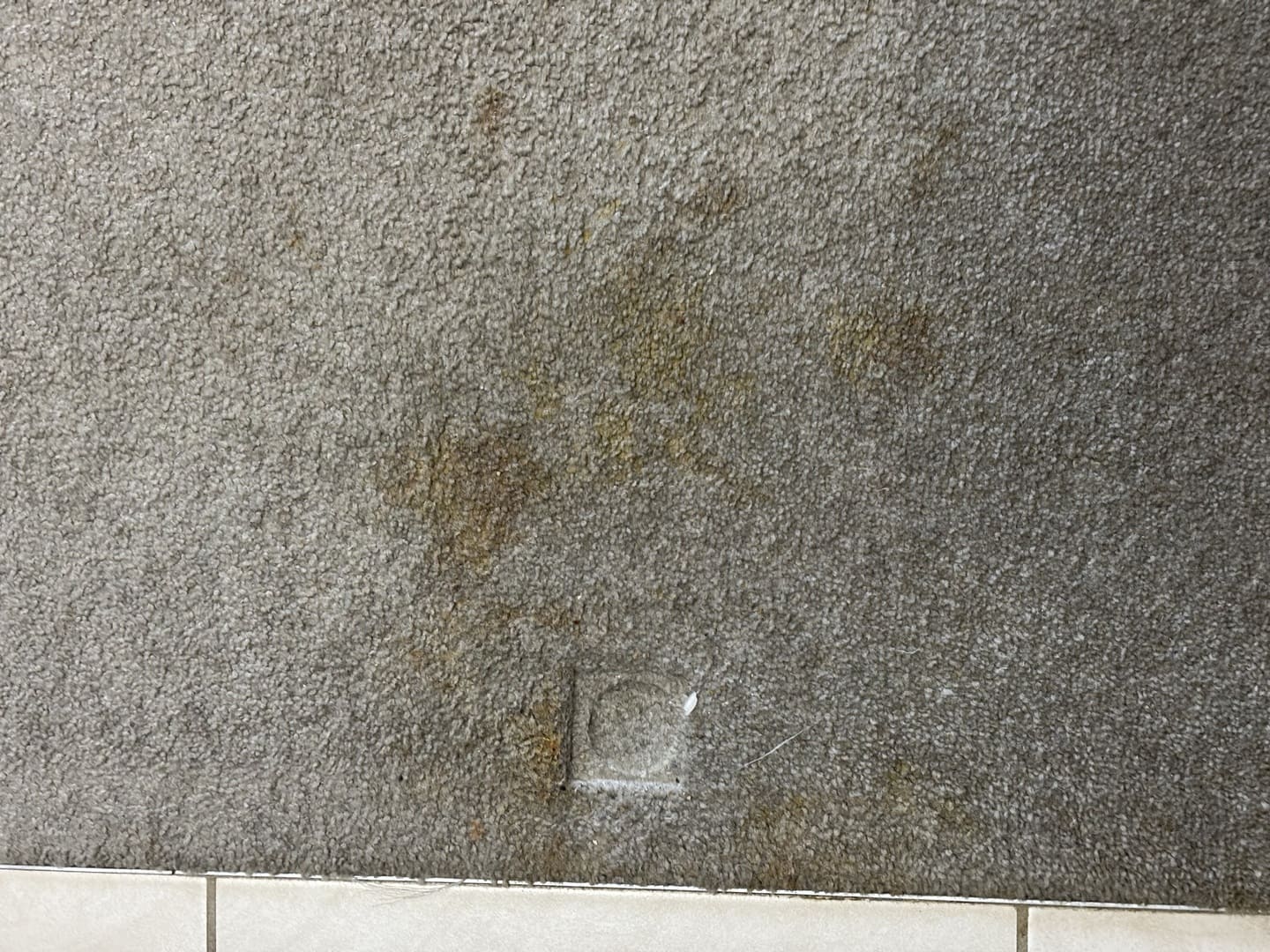 Stained carpet with greasy dark patches and remnants of dried acrylic paint, showcasing the challenges of carpet cleaning before a rent inspection in Bruce ACT.